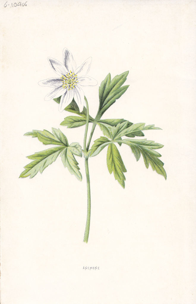 FLOWERS. Anemone c1895 old antique vintage print picture